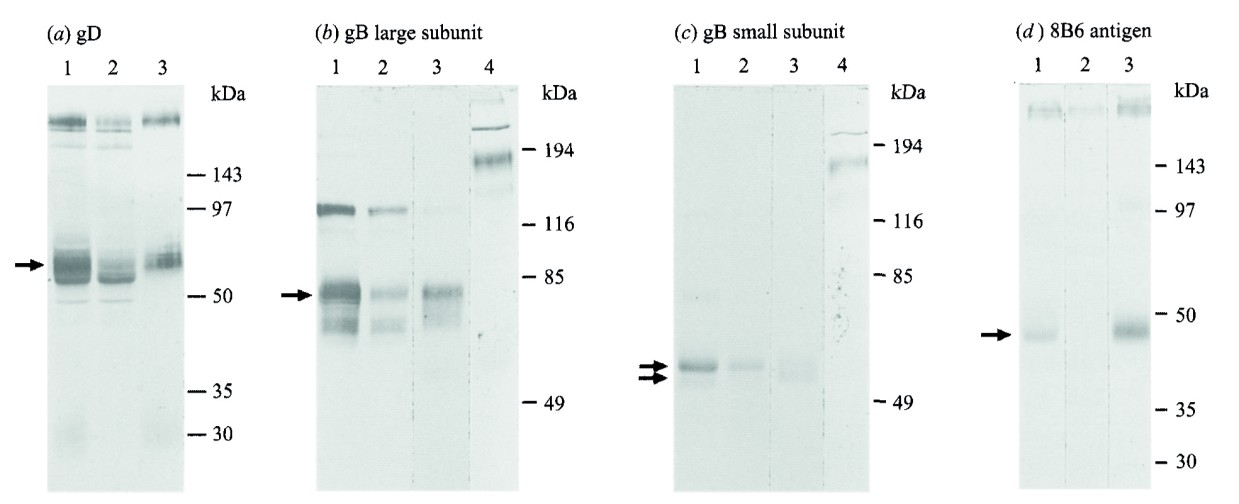 Identification by electrophoresis and immunoblotting.