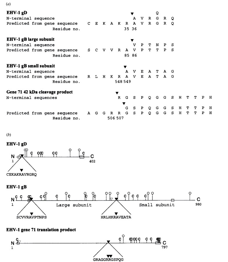 Amino acid sequences of N termini.