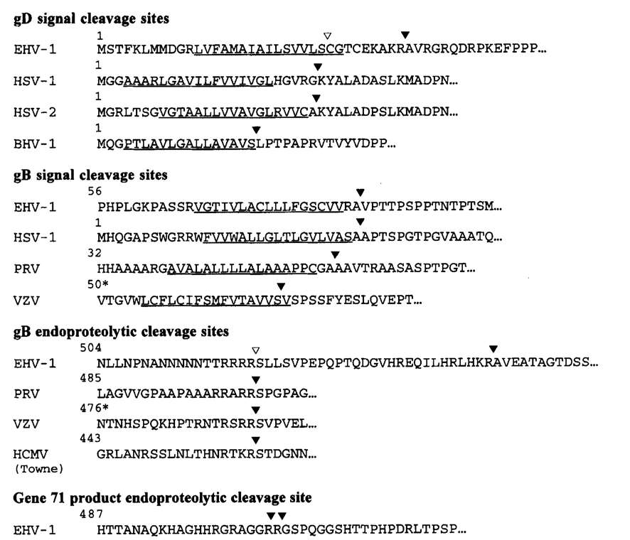 Comparison of signal and endoproteolytic cleavage sites.