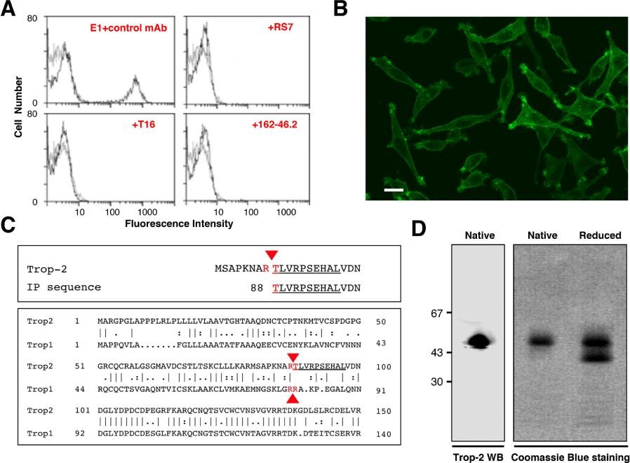 Purification, sequencing and analysis results.