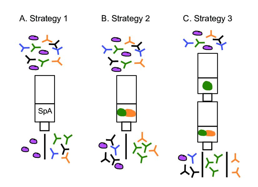  Three antibody purification strategies.