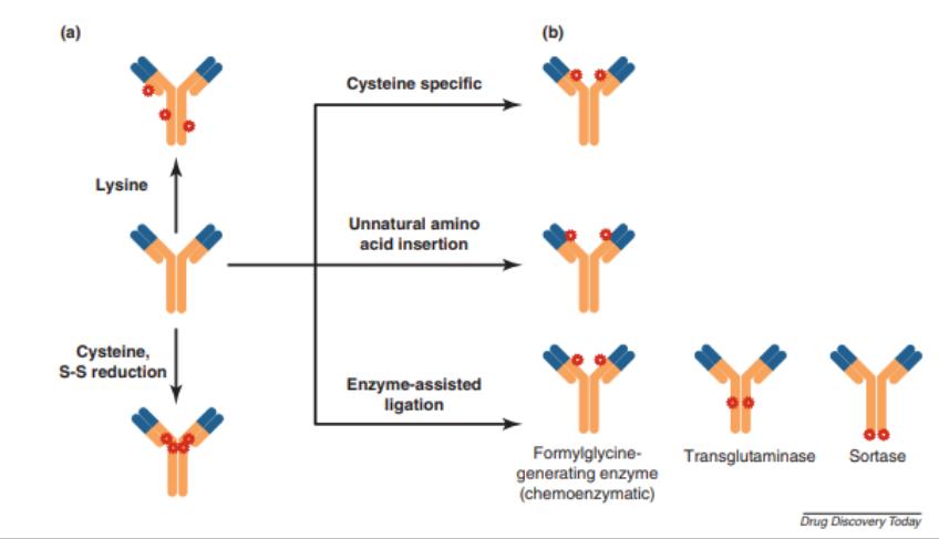 Figure 9. Random and site-specific conjugation strategies.