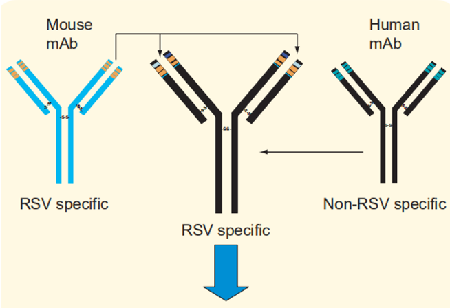 Palivizumab Characterization Services - Creative Proteomics