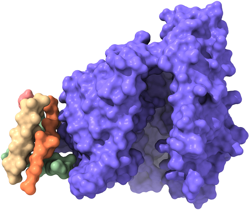 Protein Characterization