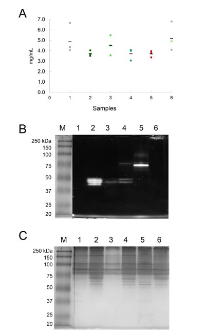 workflow Of Protein Molecular Weight Determination
