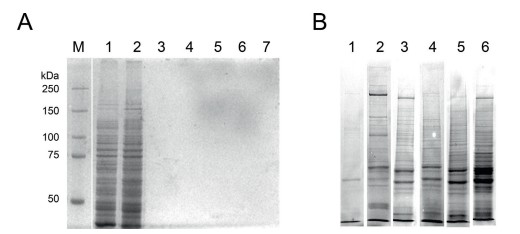 workflow Of Protein Molecular Weight Determination