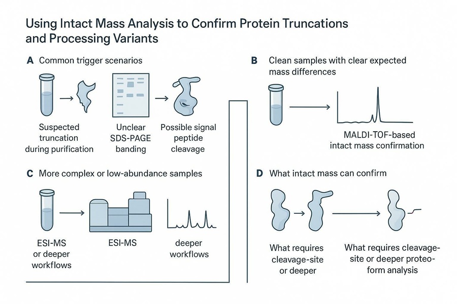 Decision workflow for using intact mass analysis to confirm protein truncations and processing variants