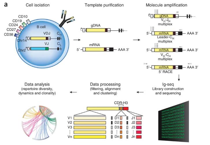 Diagram illustrating different stages of drug development