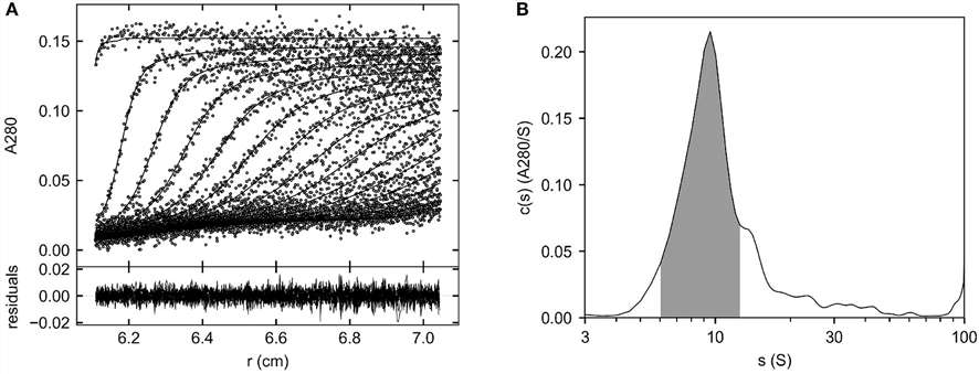 Determine major species of Helixate by SV AUC