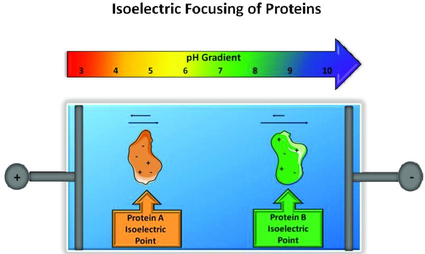 Principle of isoelectric focusing.