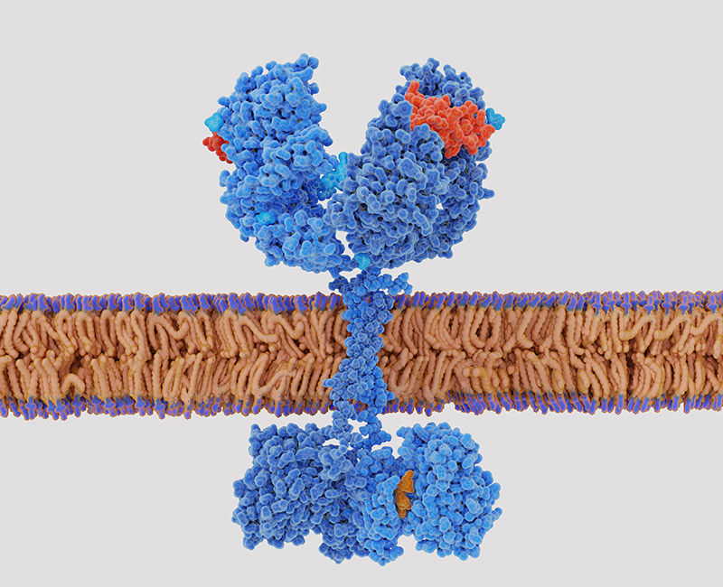 Growth Factor (GF) Characterization