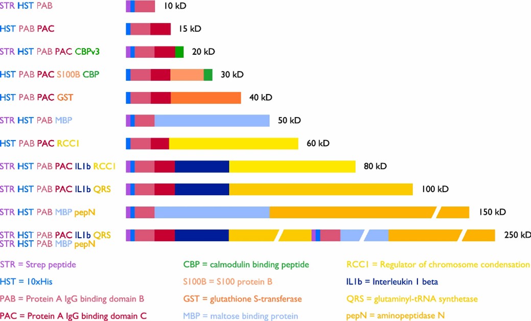 Fig 1. Schematic representation of Penn State ladder proteins with abbreviation key and color coding shown.