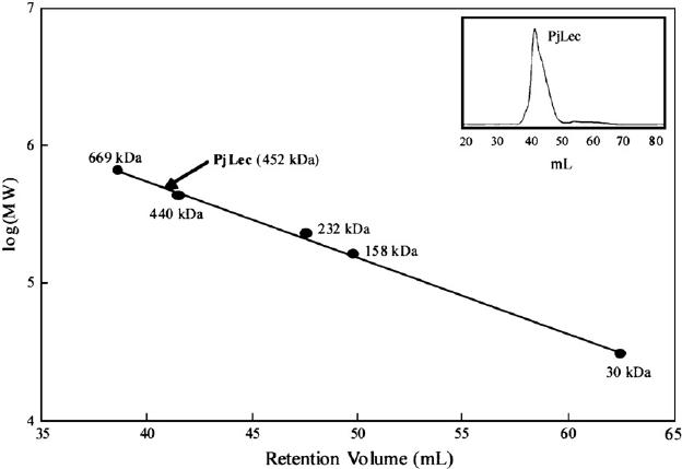 Fig 5. Gel filtration chromatography and determination of molecular size of PjLec.