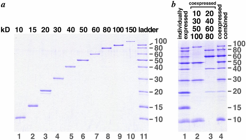 Fig 2. Protein molecular weight is detected by SDS-PAGE.