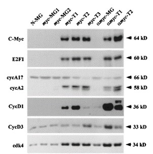 Fig 3. Western blot analyses for size comparisons of various proteins.