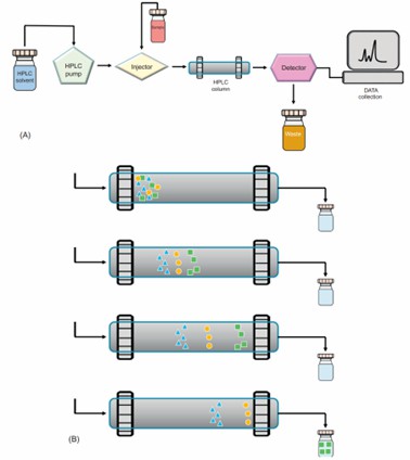 Fig 3. (A) The flow chart of HPLC. (B) The migration of molecules in an HPLC column.