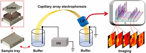 Fig 4. Capillary array electrophoresis imaging of biochemicals in tissue sections.