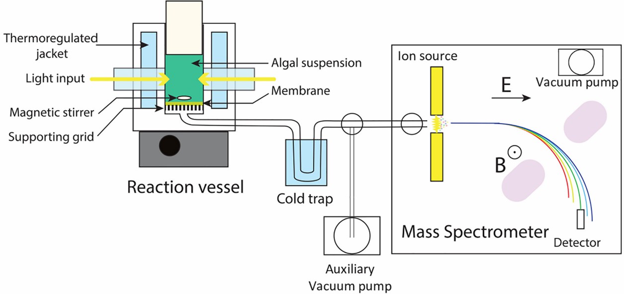 Fig 5. Schematic setup of a Membrane Inlet Mass Spectrometry.