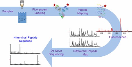 Fig 1. Identification and Sequencing of N-Terminal Peptides in Proteins by LC-Fluorescence-MS/MS.