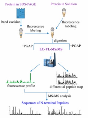 Fig 2. Workflow for identification and sequencing of N-terminus by mass spectrometry.