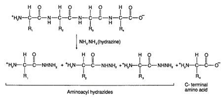 Fig 1. Determination of C-terminal amino acid residues by use of hydrazine.