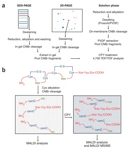 Fig 2. Schematic representation of the different steps in the C-terminal sequencing method