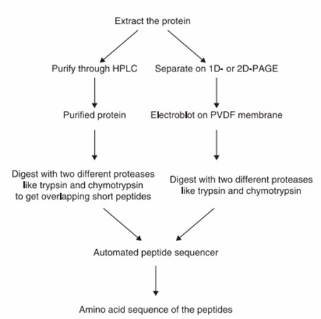 Fig 2. Flow chart for protein sequencing by Edman degradation.