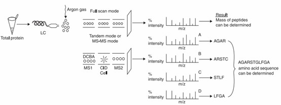 Fig 3. Protein sequencing using tandem MS.