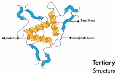 Fig 1. Protein Tertiary Structure.