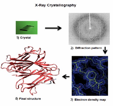 Fig 2. Four main steps to solve a protein structure by X-ray crystallography: (1) to crystallize the protein, (2) to collect the diffraction, (3) to calculate the electron density map, (4) to refine and validate the model of the structure of the protein.