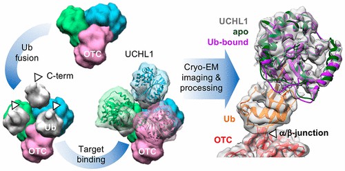 Fig 4. Direct Visualization of a 26 kDa Protein by Cryo-Electron Microscopy Aided by a Small Scaffold Protein.