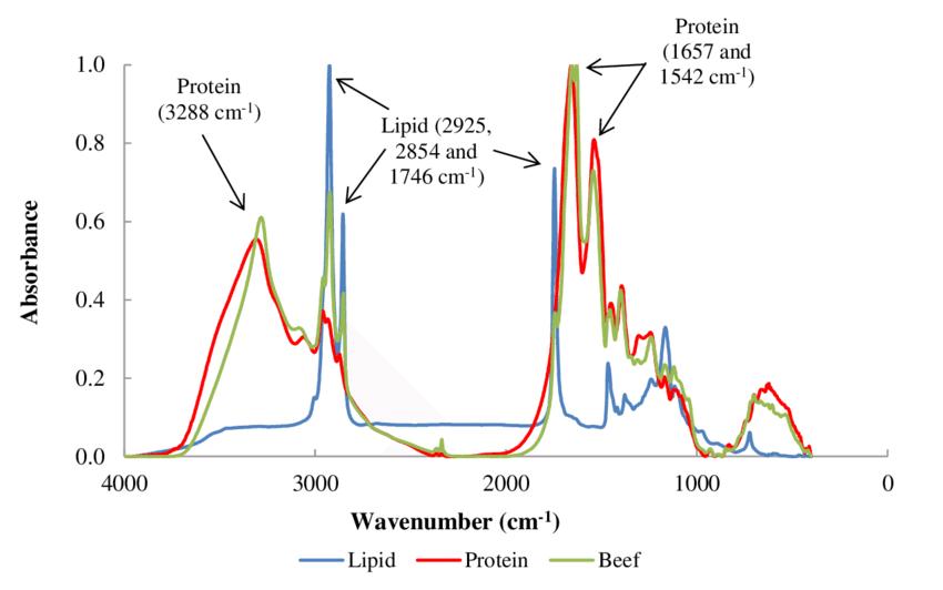 Fig 6. Normalized lipid, protein and meat (beef) FTIR spectra.