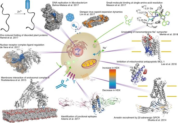 Fig 8. The wide range of applications for HDX-MS in many protein-folding studies.