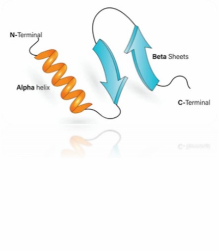 Secondary Structure Analysis Service