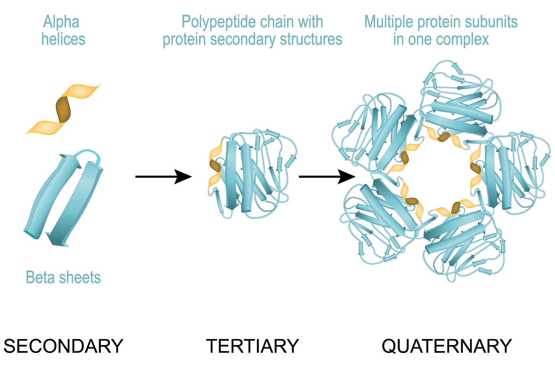 Fig 1. Protein higher-order structure.