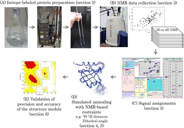 Fig 3. Workflow of protein structure determination by solution NMR spectroscopy.