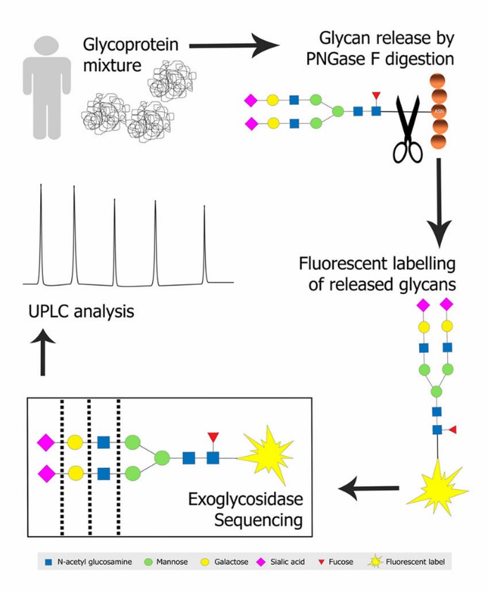 Fig 5. N-glycan profiling of a glycoprotein mixture.