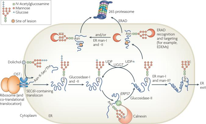 Fig 1. N-linked glycosylation and the degradation of glycosylated proteins.