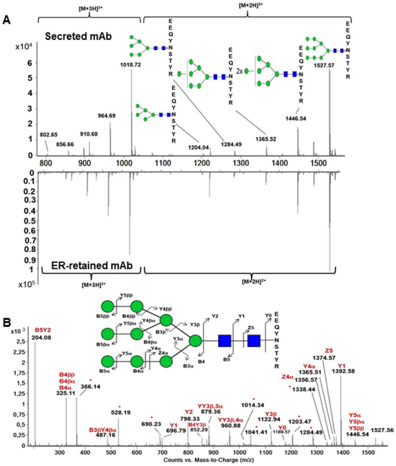 Fig 2. Analysis of the N-glycosylation of the heavy chain by mass spectrometry.