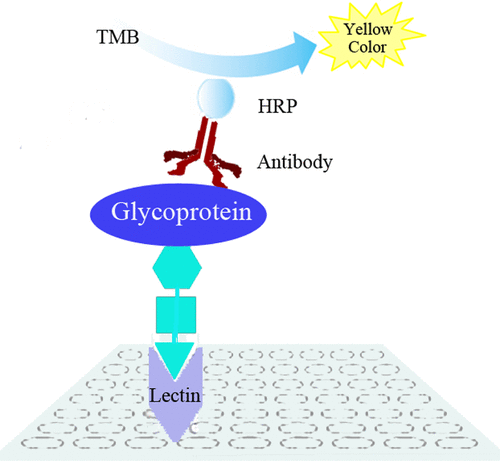 Fig 4. Diagram of reverse lectin-based ELISA assay for the analysis of glycosylation of target glycoproteins.