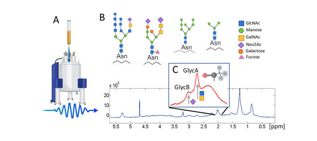 Fig 6. 1 H-NMR (nuclear magnetic resonance) glycoprotein analysis methodology.