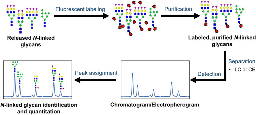 Fig 7. Workflow for the analysis of released N-linked glycans via LC/CE‐fluorescence detection 