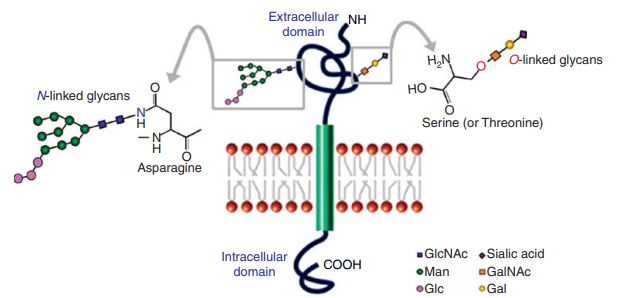 Fig 1. N-linked and O-linked glycosylation on plasma membrane-bound proteins.