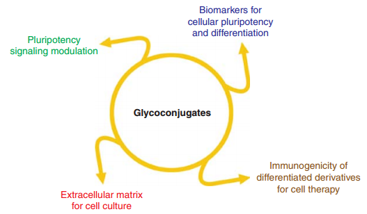 Fig 2. Glycoconjugates may provide potential solutions for four critical issues in stem cell biology and regenerative medicine.