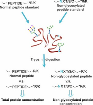 Fig 2. Peptide standards with heavy isotope-labeled tryptic termini (denoted as *R/K) are spiked to quantify the total protein concentration and the non-glycosylated protein concentration.