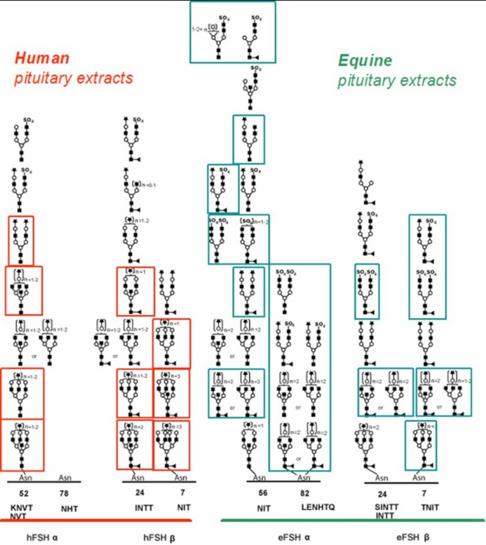 Fig 1. Comparison of the glycopeptides identified from human and equine FSH.