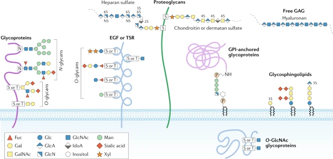 Fig 1. Major types of glycosylation in humans.