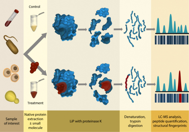 Fig 1. Protein–small molecule interactions control many cellular processes, such as allosteric regulation of enzyme activity.