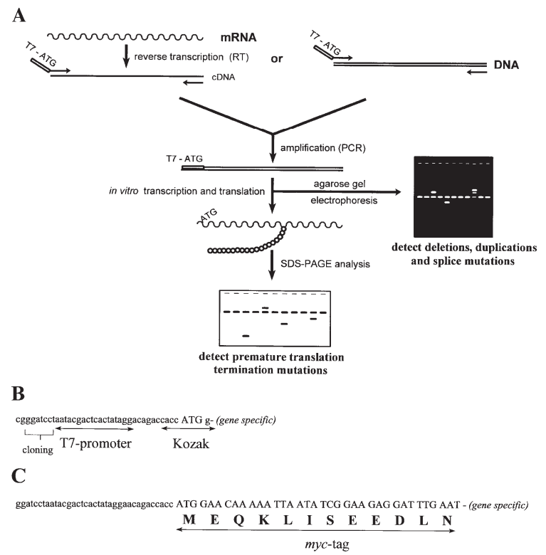 Fig 1. The protein truncation test (PTT).