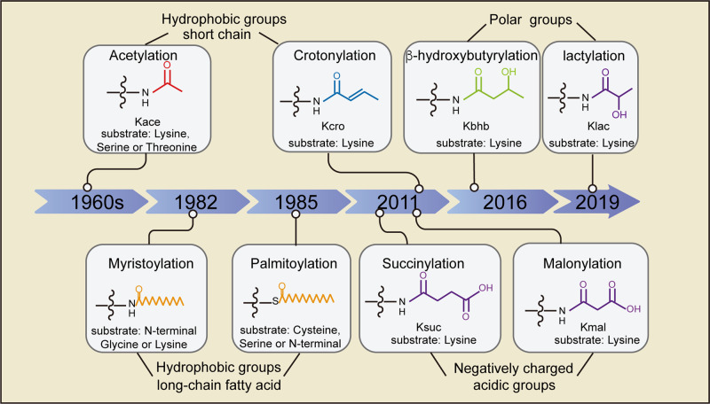 Fig 1. Timeline of the historical milestone for the discovery of protein acylation, and the chemical structures of acyl groups.